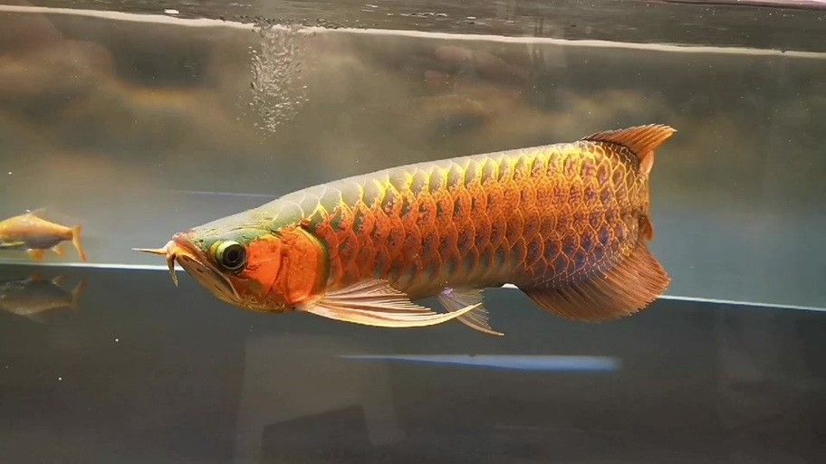 圖騰金龍魚，一個源自中國的傳統品牌，圖騰金龍魚品牌在全球排名如何？