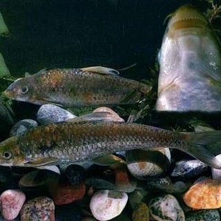 青龍魚的成長過程，青龍魚是什么魚同城薯-生活指南