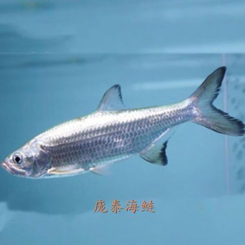 泰龐海鰱魚的市場價格范圍是多少泰龐海鰱魚的飼養難度如何，泰龐海鰱魚是否為名牌的重要依據，泰龐海鰱魚是否為名牌的重要因素