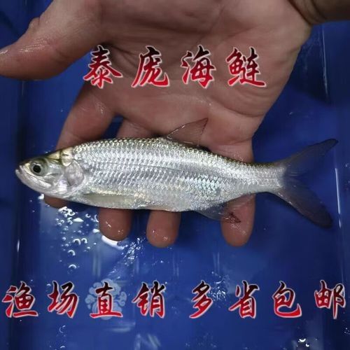 泰龐海鰱魚的市場價格范圍是多少泰龐海鰱魚的飼養難度如何，泰龐海鰱魚是否為名牌的重要依據，泰龐海鰱魚是否為名牌的重要因素
