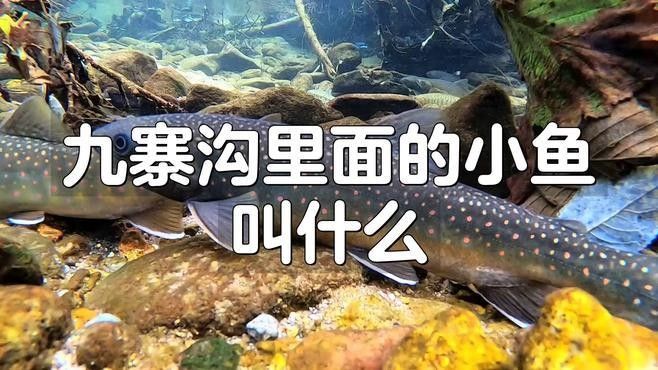 阿壩州的十大好吃名魚，wy唐小萌阿壩州首家冷水魚種場在汶川縣投產阿壩州