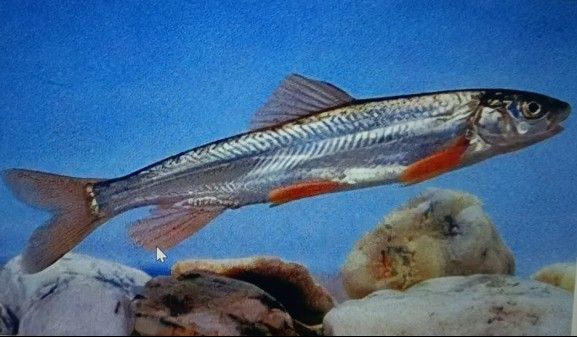 龍魚傳奇：被奉為“龍”后一條魚如何渡過一生，額敏縣人民政府網站龍魚傳奇:被奉為“龍”后一條魚如何度過一生