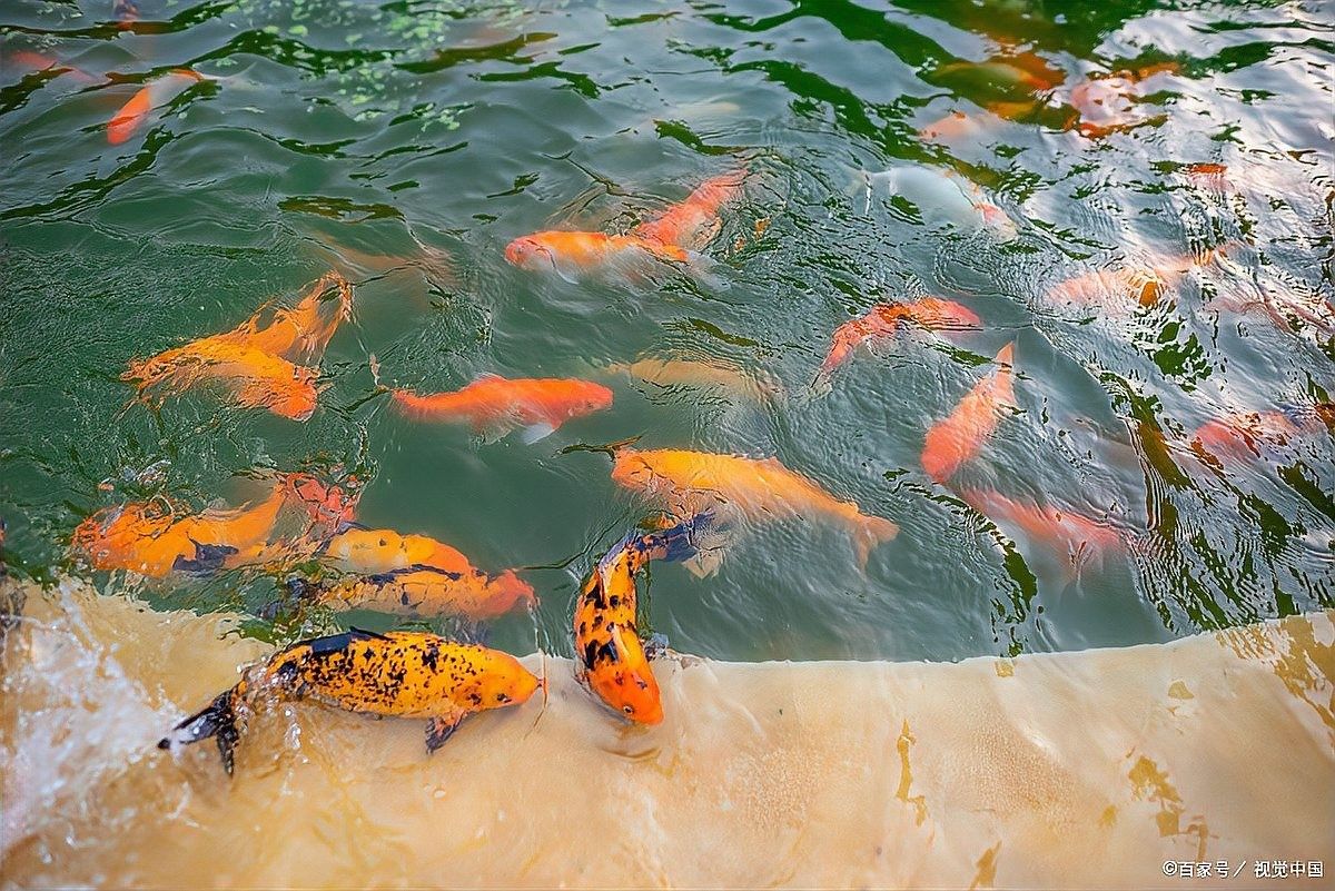 魚(yú)缸換水后死亡的原因及解決方案，047魚(yú)換水后死亡的現(xiàn)象可能由多種因素導(dǎo)致魟魚(yú)死亡