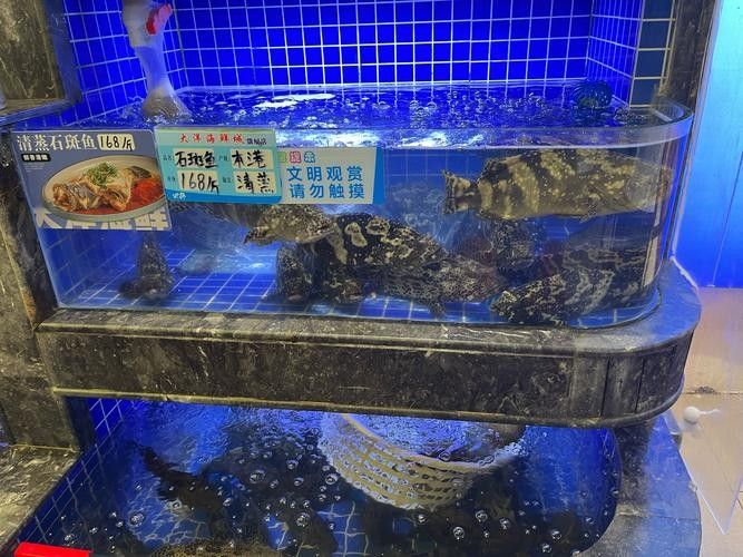 北海龍頂魚多少錢一斤未來大崔2a比豬還大的魚還大，北海龍頂魚多少錢一斤