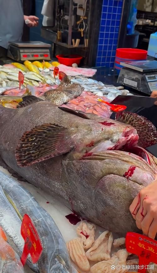 北海龍頂魚多少錢一斤未來大崔2a比豬還大的魚還大，北海龍頂魚多少錢一斤