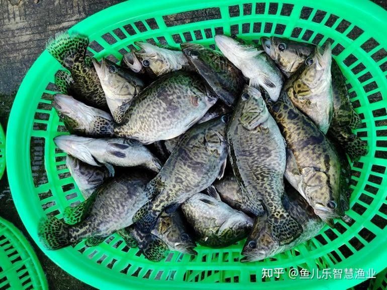 北海龍頂魚多少錢一斤未來大崔2a比豬還大的魚還大，北海龍頂魚多少錢一斤