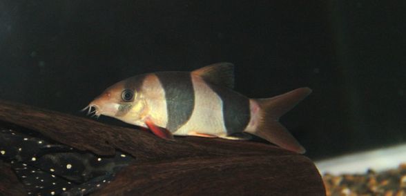 金龍魚的飼養(yǎng)方法，25公分金龍魚多久爬背和金龍魚多久爬背，金龍魚多久爬背 金龍魚的飼養(yǎng)方法，25公分金龍魚多久爬背和金龍魚多久爬背，金龍魚多久爬背 觀賞魚百科 第1張