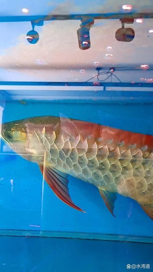 金龍魚肉質鮮美、口感鮮美、口感細膩而受到消費者的喜愛，小區封閉期間男子把養的金龍魚吃了