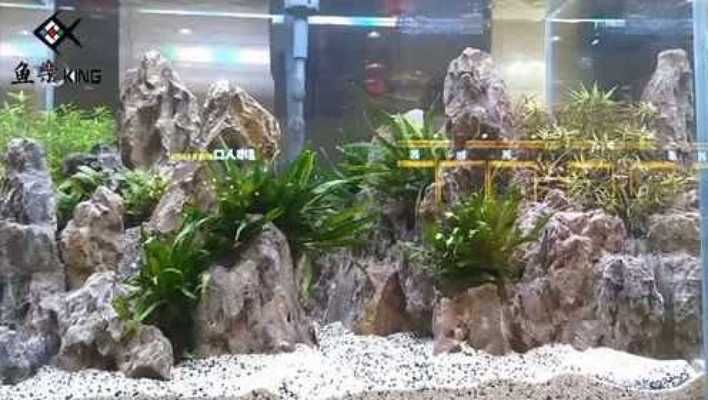 魚缸造景種什么草好一點魚缸造景種什么草好一點對應，魚缸造景種什么草好