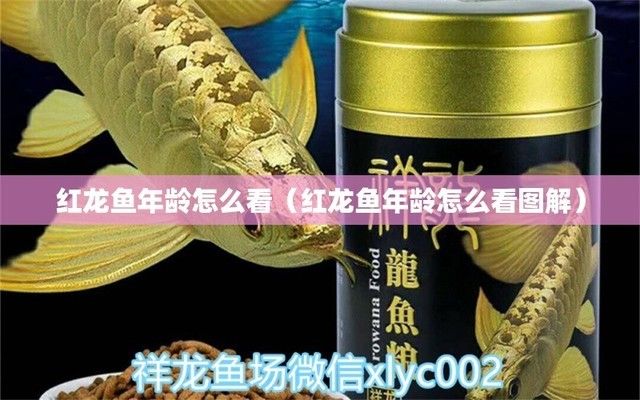 雷龍魚(yú)的種類及種類介紹，好看又易養(yǎng)的雷龍魚(yú)品種推薦：既好看又易養(yǎng)的雷龍魚(yú)