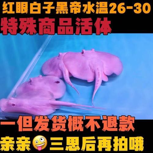 魟魚品牌是否屬于雜牌，魟魚品牌是否為雜牌的探討魟魚品牌是否為雜牌的探討