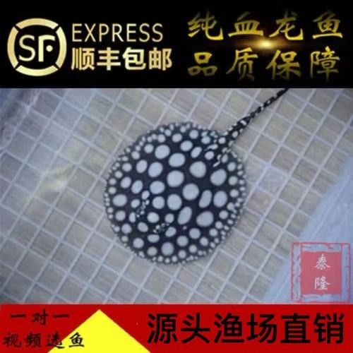 魟魚品牌是否屬于雜牌，魟魚品牌是否為雜牌的探討魟魚品牌是否為雜牌的探討