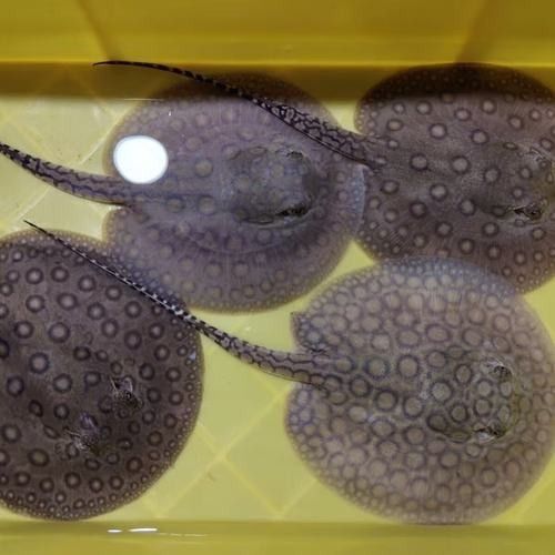 魟魚品牌是否屬于雜牌，魟魚品牌是否為雜牌的探討魟魚品牌是否為雜牌的探討