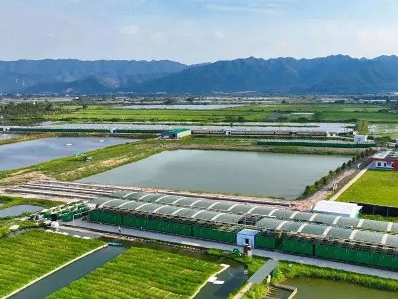 塘養殖的魚類種類取決于多種因素，一個魚塘可以混養多種魚，一個魚塘養多少魚合適