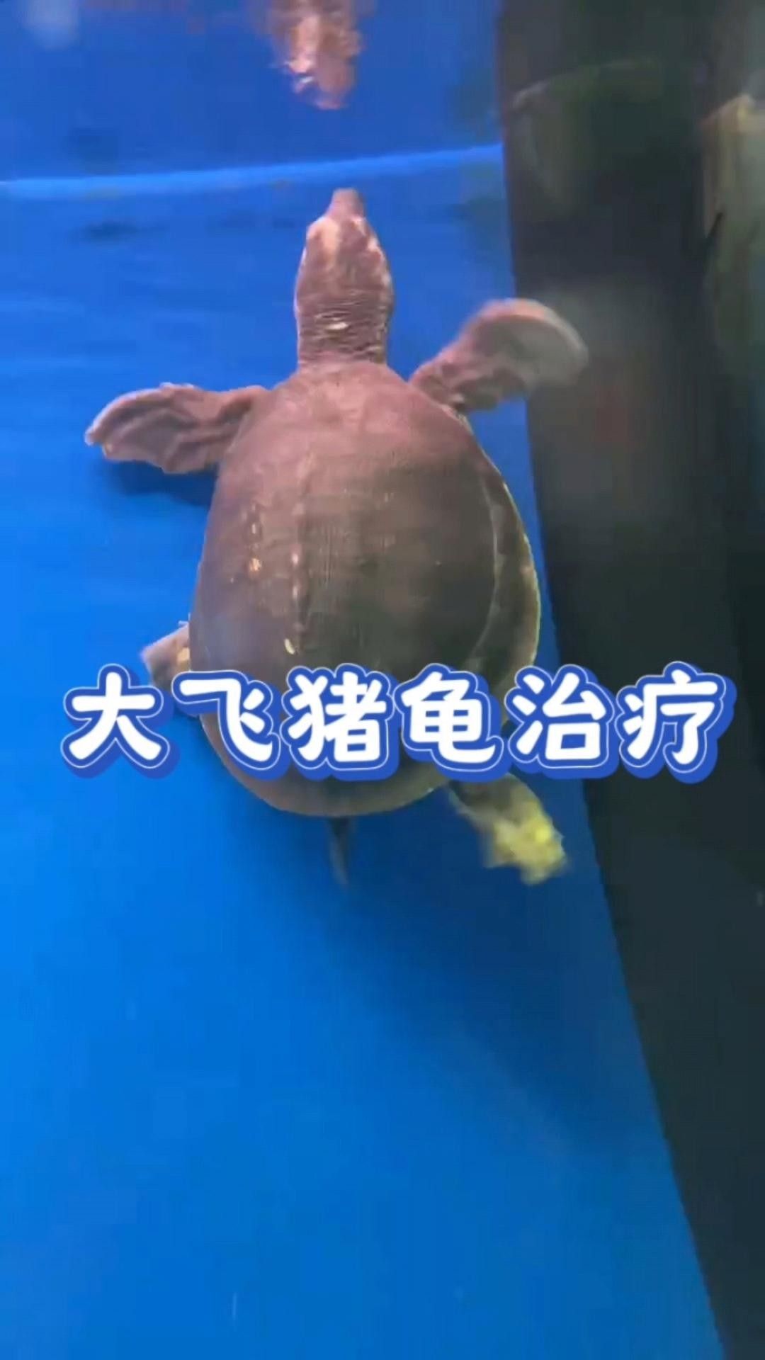 豬鼻龜腐皮怎么辦水質調節與護理技巧全解全民小視頻，豬鼻龜常見疾病及治療方法