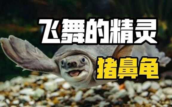 豬鼻龜腐皮怎么辦水質調節與護理技巧全解全民小視頻，豬鼻龜常見疾病及治療方法