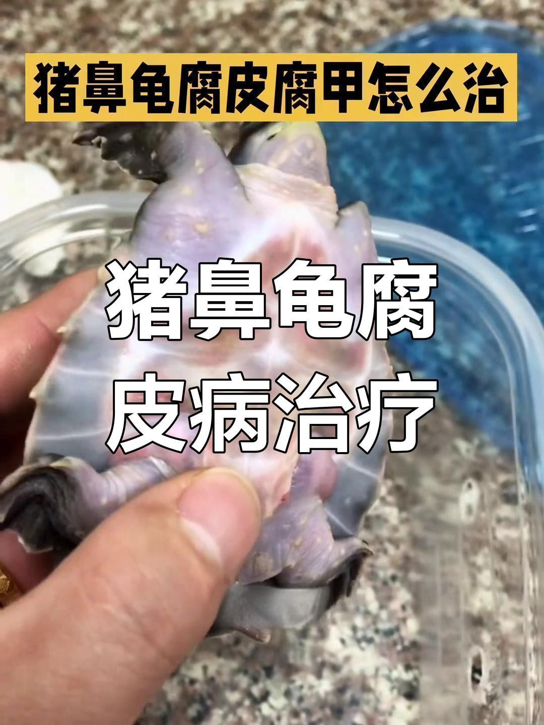 豬鼻龜腐皮怎么辦水質調節與護理技巧全解全民小視頻，豬鼻龜常見疾病及治療方法