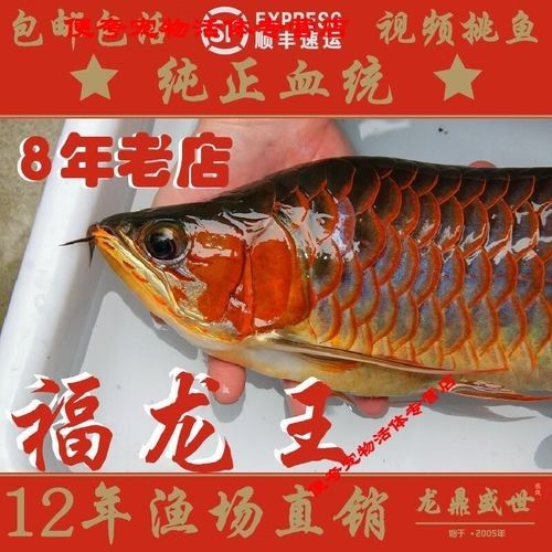紅龍福龍魚的飼養難度如何？，如何辨別紅龍福龍魚的真偽？
