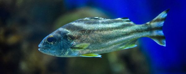 望謨縣淼鱻水族魚館是一家以水族養殖、銷售、展示、科研為一體的水族館，望謨縣淼鱻水族魚館