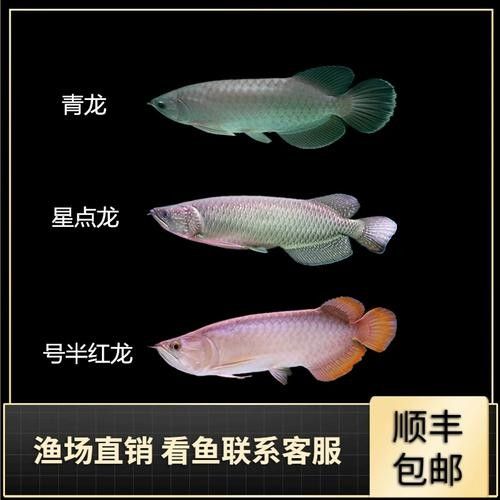 青龍魚屬于雜牌魚嗎？，新青龍魚是雜牌魚嗎？