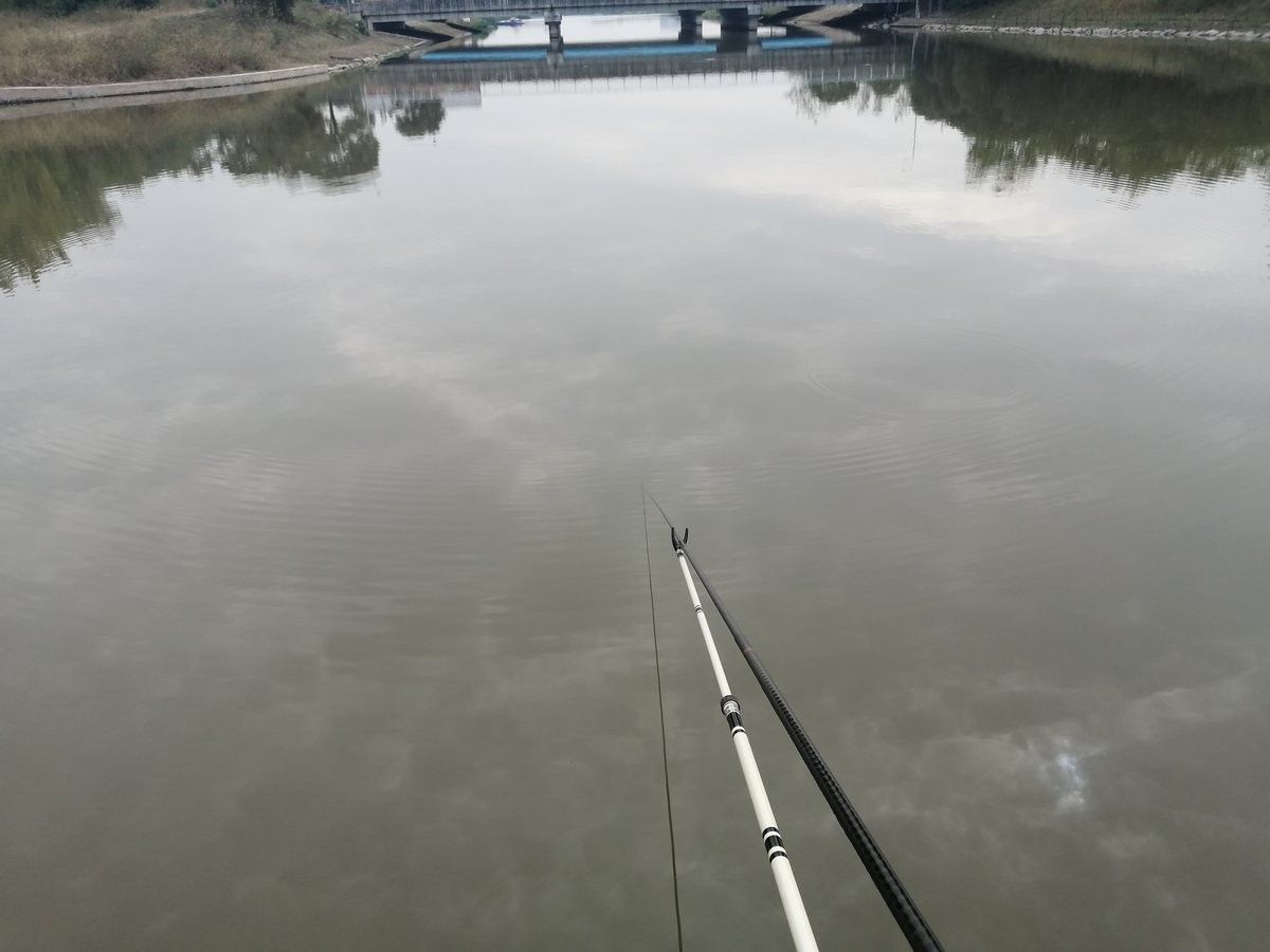 鯉魚一年能長多大？，興國紅鯉魚的生長速度 鯉魚一年能長多大？，興國紅鯉魚的生長速度 觀賞魚百科 第4張