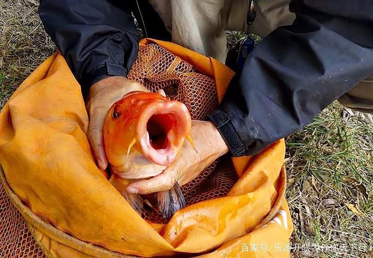鯉魚一年能長多大？，興國紅鯉魚的生長速度 鯉魚一年能長多大？，興國紅鯉魚的生長速度 觀賞魚百科 第2張