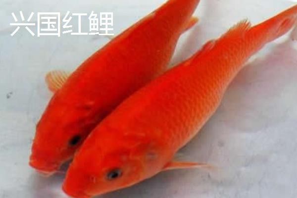 鯉魚一年能長多大？，興國紅鯉魚的生長速度 鯉魚一年能長多大？，興國紅鯉魚的生長速度 觀賞魚百科 第3張