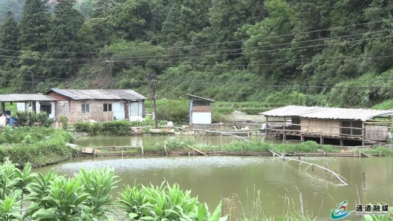通道金龍魚的市場(chǎng)價(jià)格是多少？，如何區(qū)分金龍魚？