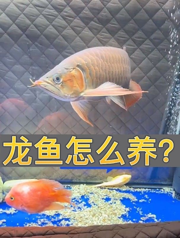 龍魚怎么養，龍魚飼養秘籍，關于龍魚飼養的全面指南，龍魚飼養技巧和注意事項
