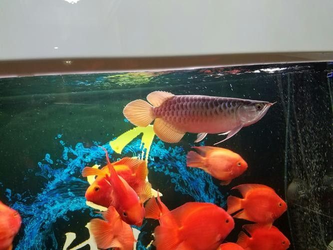 齊家聽，天王至尊紅龍的價格是多少？，“天王至尊紅龍”怎么養紅龍魚價格及圖片欣賞大全