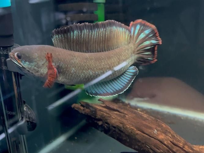 酒紅雷龍魚的繁殖過程是怎樣的，新手必看養殖技巧，愛養寵酒紅雷龍魚成體揭秘,新手必看養殖技巧