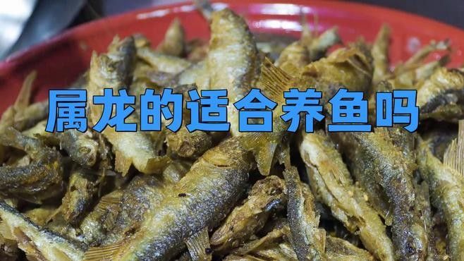 屬龍的人適合養魚嗎，養魚的注意事項，屬龍人適合養什么樣的魚？