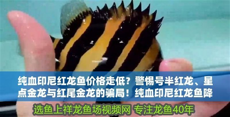 純血印尼紅龍魚降價背后，揭秘星點金龍與紅尾金龍的三大騙局，星點金龍魚價格是多少？