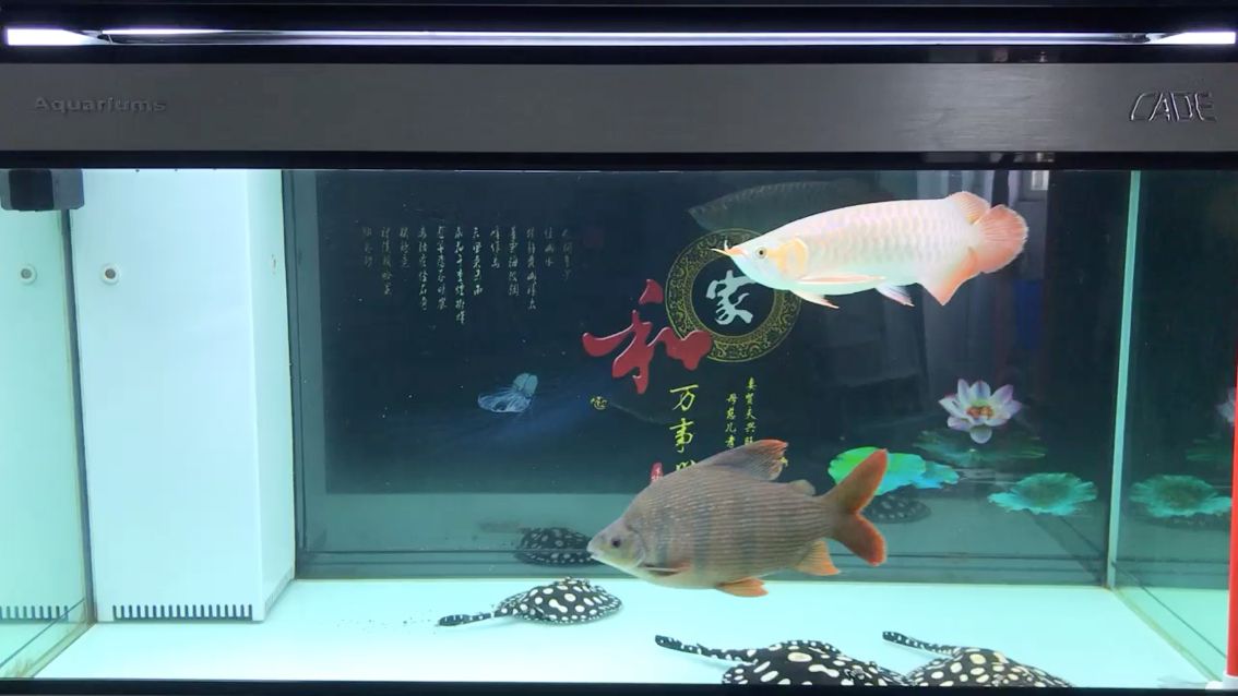 魚缸養殖建議，魚缸中的三條皇冠魚是否為適宜的數量