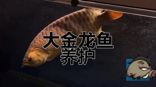 大興龍魚的飼養技巧，北京市大興區人民政府，龍魚飼養全攻略