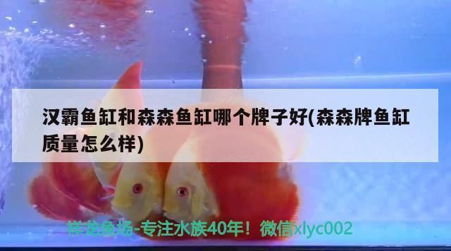 溫帶魚觀賞魚觀賞魚排行榜前十名：溫帶魚觀賞魚排行榜，帶魚觀賞魚排行榜