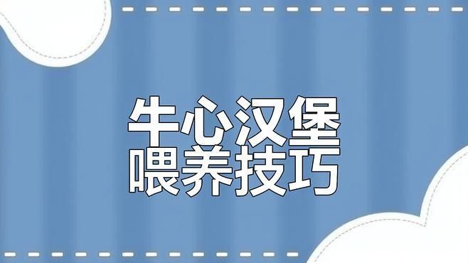 七彩神仙魚牛心漢堡正確投喂方法大揭秘牛心漢堡的正確喂法，七彩神仙魚喂食技巧大揭秘,牛心漢堡的正確投喂方法 七彩神仙魚牛心漢堡正確投喂方法大揭秘牛心漢堡的正確喂法，七彩神仙魚喂食技巧大揭秘,牛心漢堡的正確投喂方法 觀賞魚百科 第2張