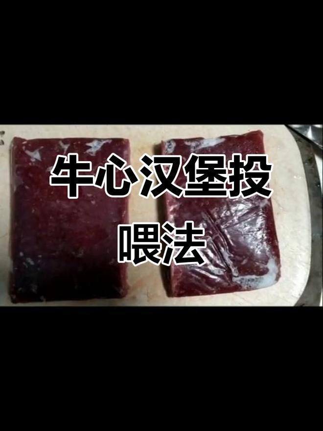 七彩神仙魚牛心漢堡正確投喂方法大揭秘牛心漢堡的正確喂法，七彩神仙魚喂食技巧大揭秘,牛心漢堡的正確投喂方法 七彩神仙魚牛心漢堡正確投喂方法大揭秘牛心漢堡的正確喂法，七彩神仙魚喂食技巧大揭秘,牛心漢堡的正確投喂方法 觀賞魚百科 第1張