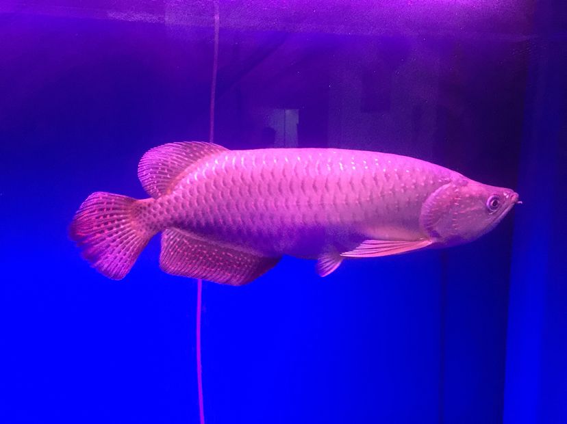 龍魚突然停止食用蝦的原因，為什么我的龍魚不吃蝦了，本文探討了龍魚停止食用蝦的原因 龍魚突然停止食用蝦的原因，為什么我的龍魚不吃蝦了，本文探討了龍魚停止食用蝦的原因 觀賞魚百科 第2張