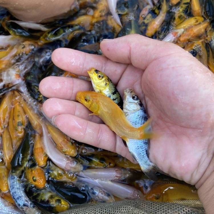頂錦鯉魚的價格因地區、大小和品種而異，丹頂錦鯉魚的價格差異大，丹頂錦鯉魚的價格在幾十元到幾百元人民幣不等