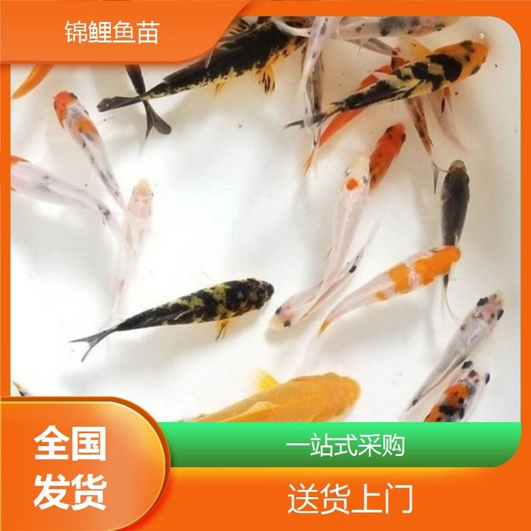 頂錦鯉魚的價格因地區、大小和品種而異，丹頂錦鯉魚的價格差異大，丹頂錦鯉魚的價格在幾十元到幾百元人民幣不等