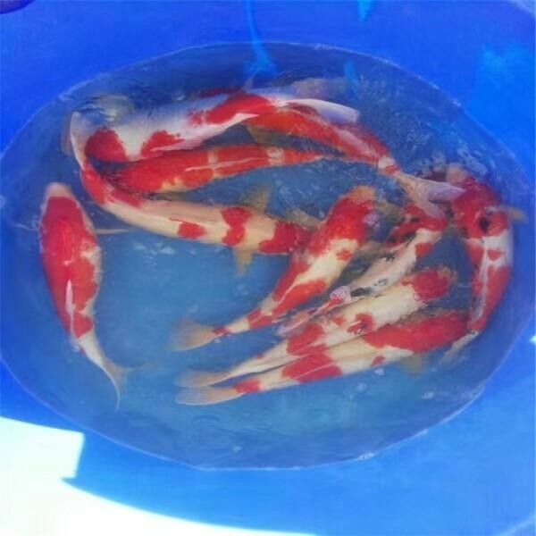 頂錦鯉魚的價格因地區、大小和品種而異，丹頂錦鯉魚的價格差異大，丹頂錦鯉魚的價格在幾十元到幾百元人民幣不等