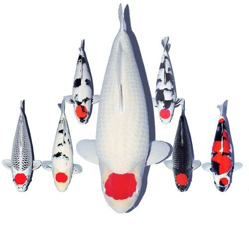 頂錦鯉魚的價格因地區、大小和品種而異，丹頂錦鯉魚的價格差異大，丹頂錦鯉魚的價格在幾十元到幾百元人民幣不等