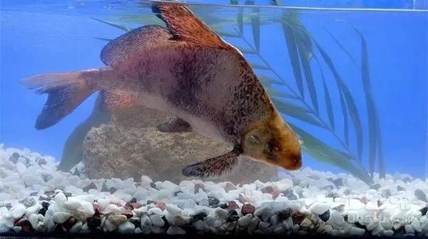 金龍魚混養視頻教學全集教學金龍魚混養視頻教學全集，金龍魚混養在同一水域中