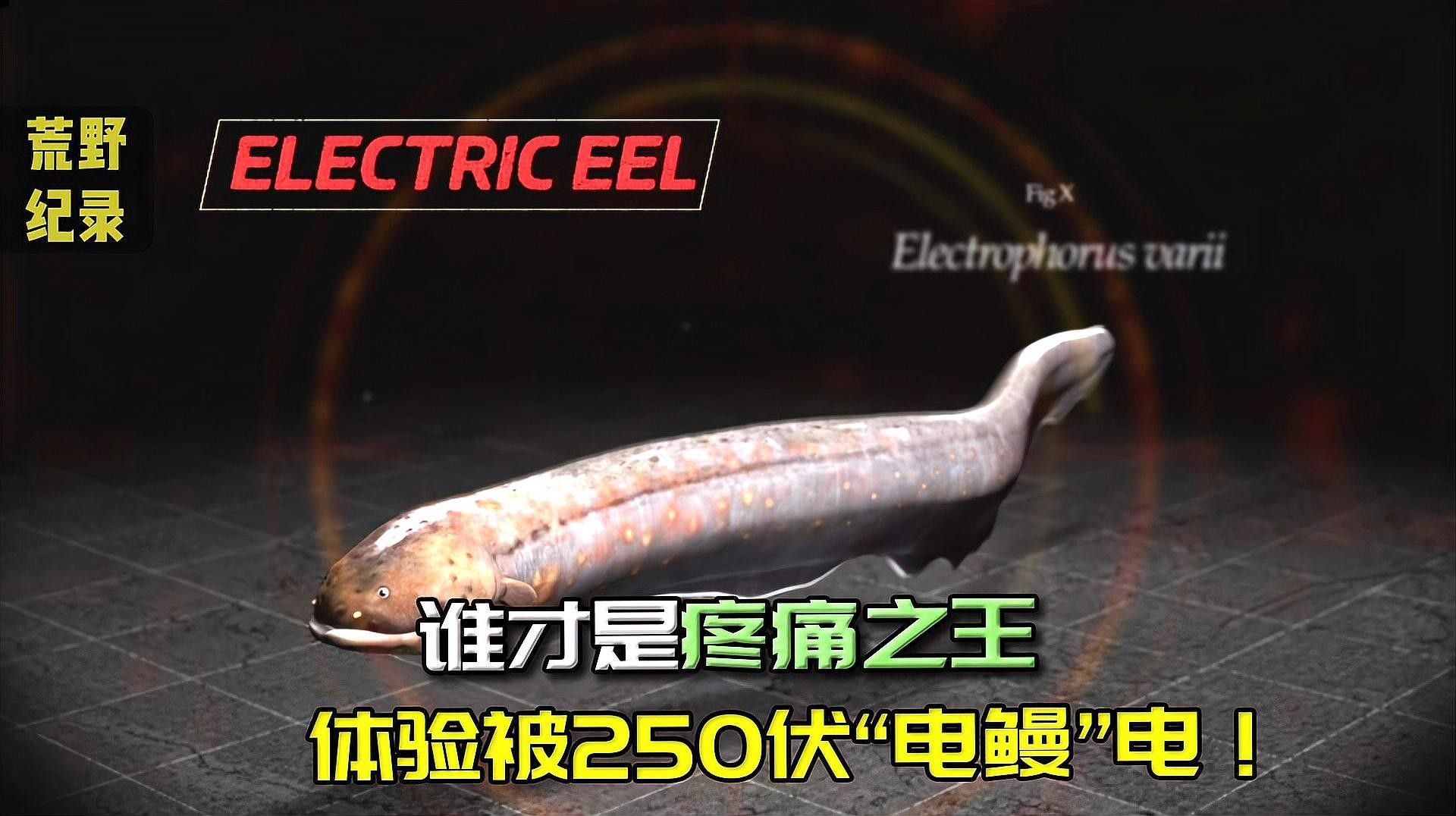 荒野偵察局用多少條電鰻可以電死人，電鰻能電死人嗎，電鰻真的能電死人嗎？