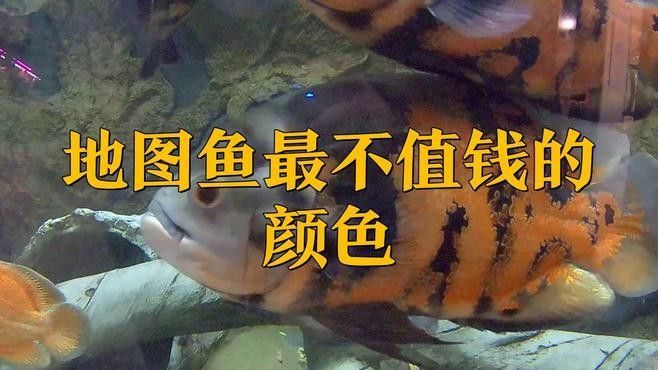 探討地圖魚最不值錢的顏色時(shí)，我們首先需要了解地圖魚的常見(jiàn)顏色，探討地圖魚最不值錢的顏色