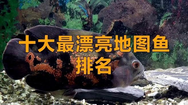 探討地圖魚最不值錢的顏色時(shí)，我們首先需要了解地圖魚的常見(jiàn)顏色，探討地圖魚最不值錢的顏色
