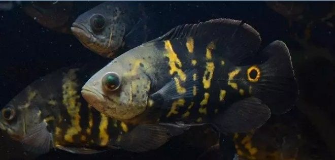 探討地圖魚最不值錢的顏色時(shí)，我們首先需要了解地圖魚的常見(jiàn)顏色，探討地圖魚最不值錢的顏色