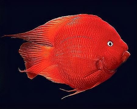 元寶鳳凰魚的繁殖方式是什么元寶鳳凰魚的繁殖方式是什么，元寶鳳凰魚的養殖方式