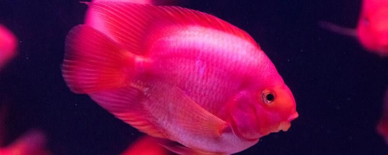 元寶鳳凰魚的繁殖方式是什么元寶鳳凰魚的繁殖方式是什么，元寶鳳凰魚的養殖方式